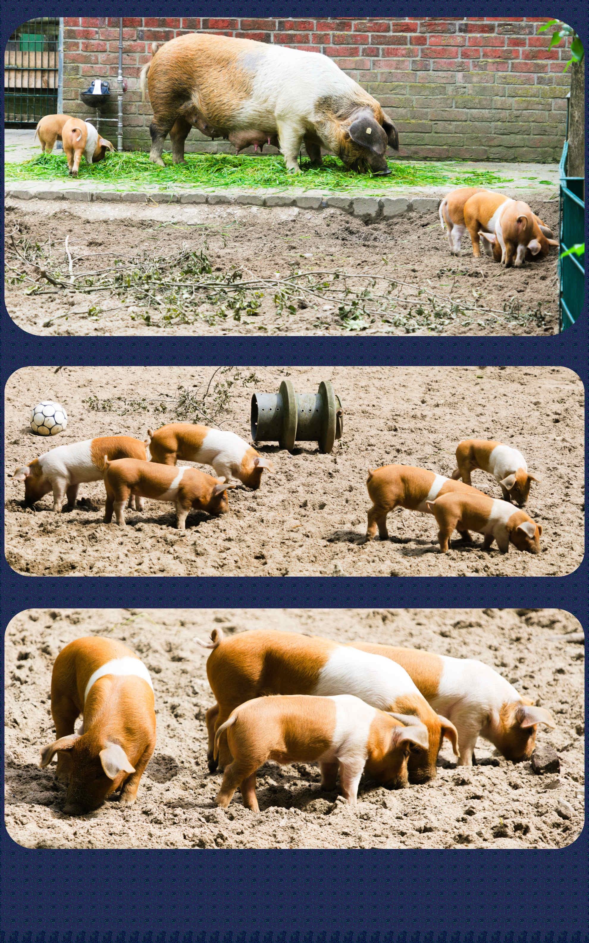 ZOOM Erlebniswelt Rotbuntes Husumer Schwein mit ihren Ferkeln